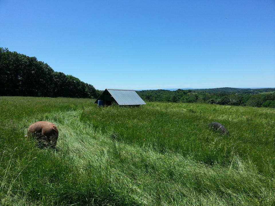 sow with grass and sky